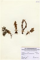 藏品(長柄千層塔)的圖片